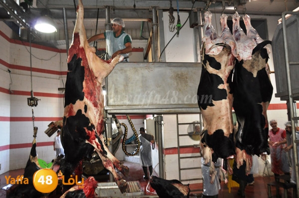 Jam3iya la7m3n (27).JPG